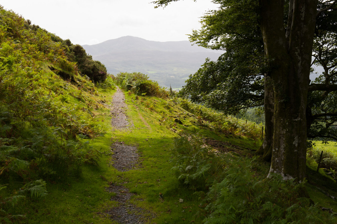 Path going out of the woodland
