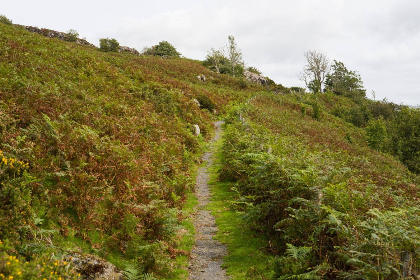 Path through thick vegetation
