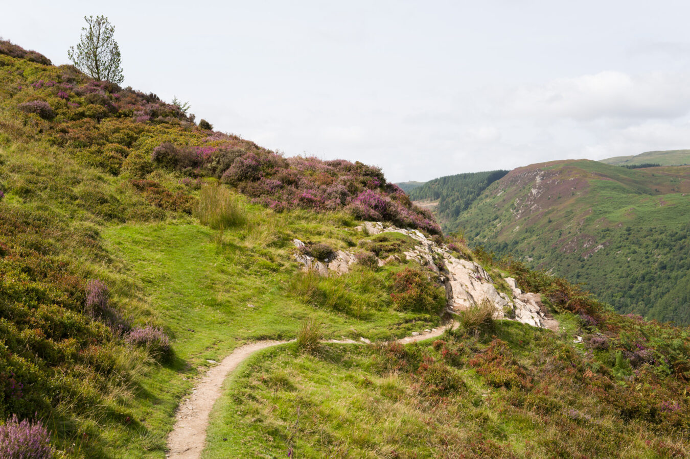 Narrow and twisty path section