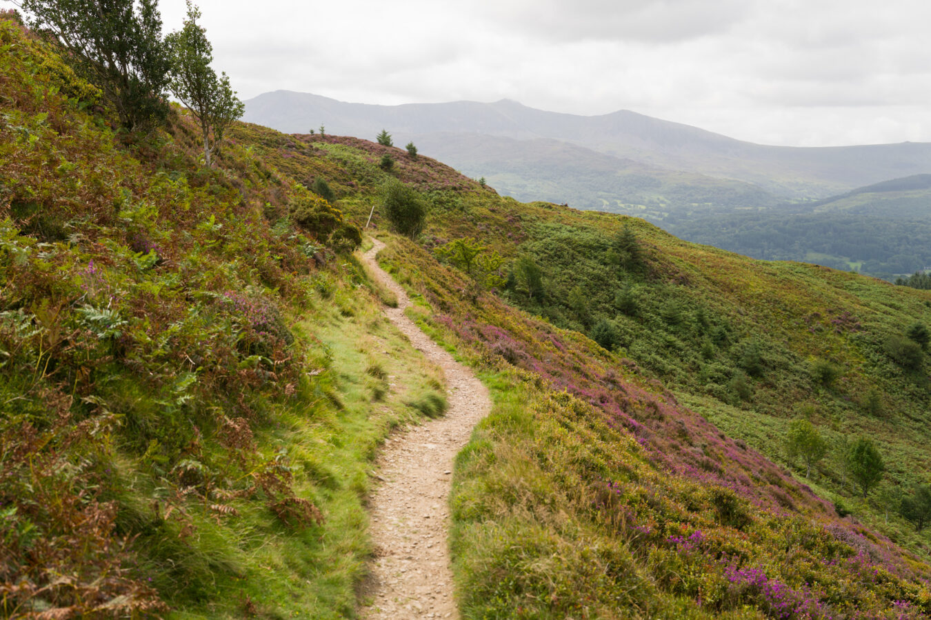 Narrow path