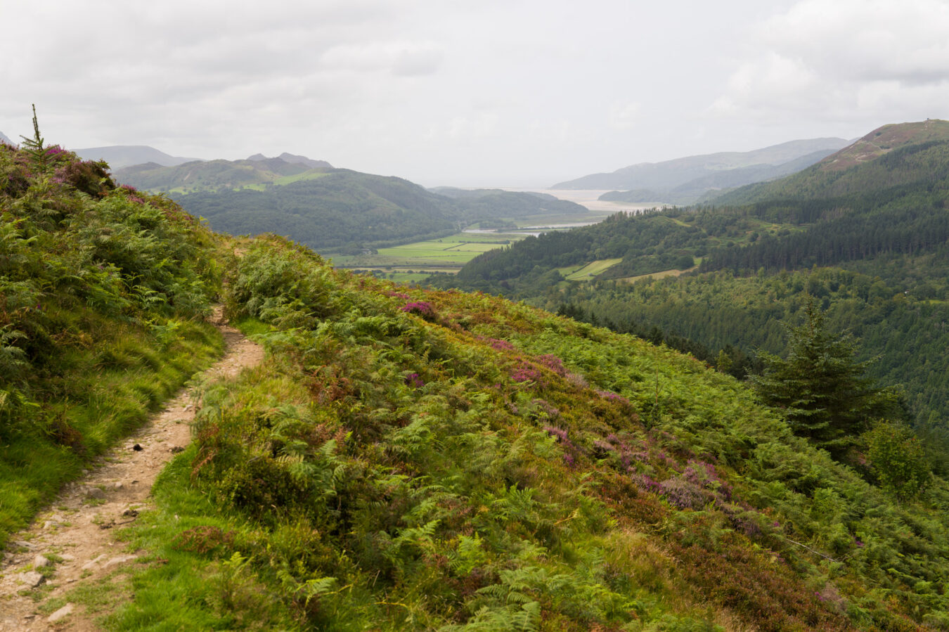 Narrow path with Mawddach estuary in the background