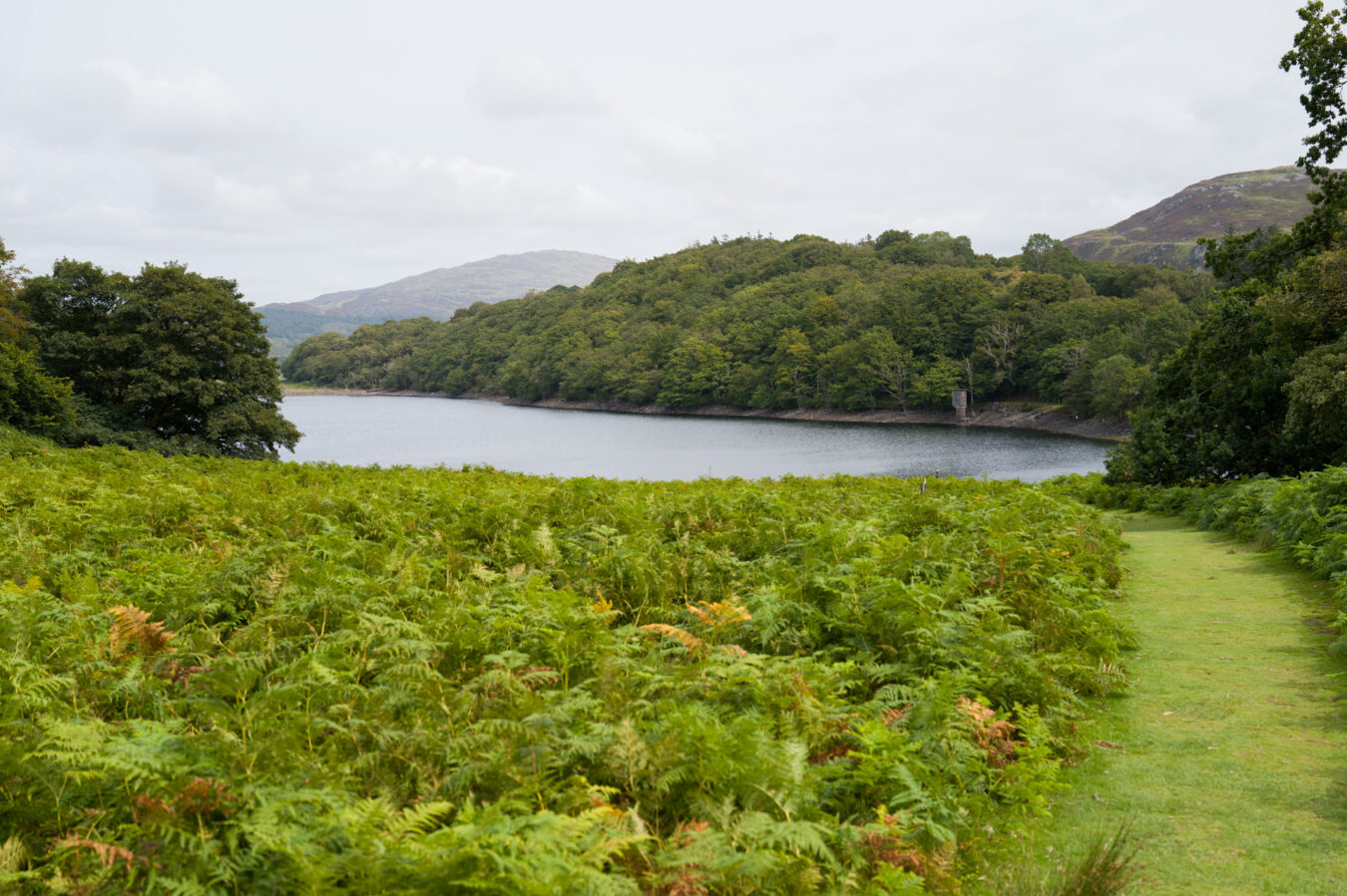 Lake surrounded by trees and vegetation