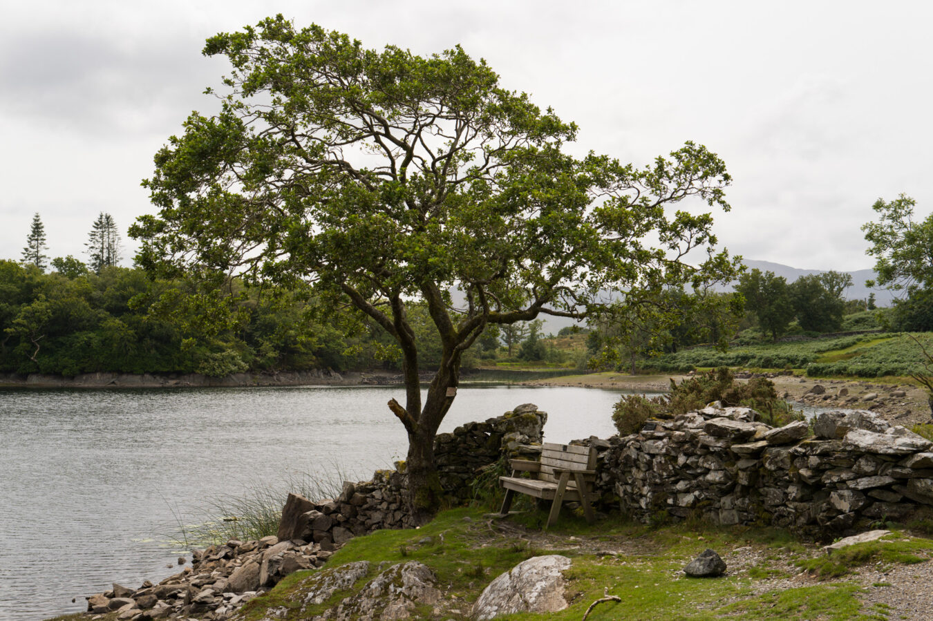 Bench by stone wall under a tree by the lake