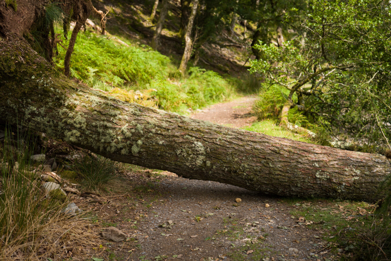 Fallen tree along the path around the lake