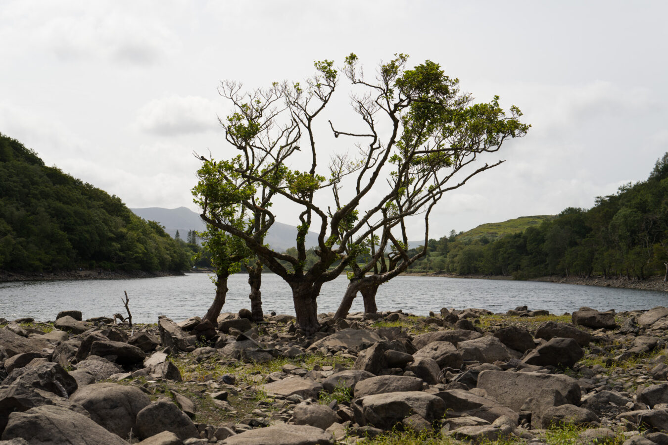 Trees by the lake
