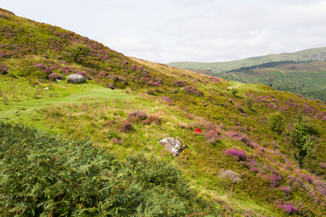 Landscape view