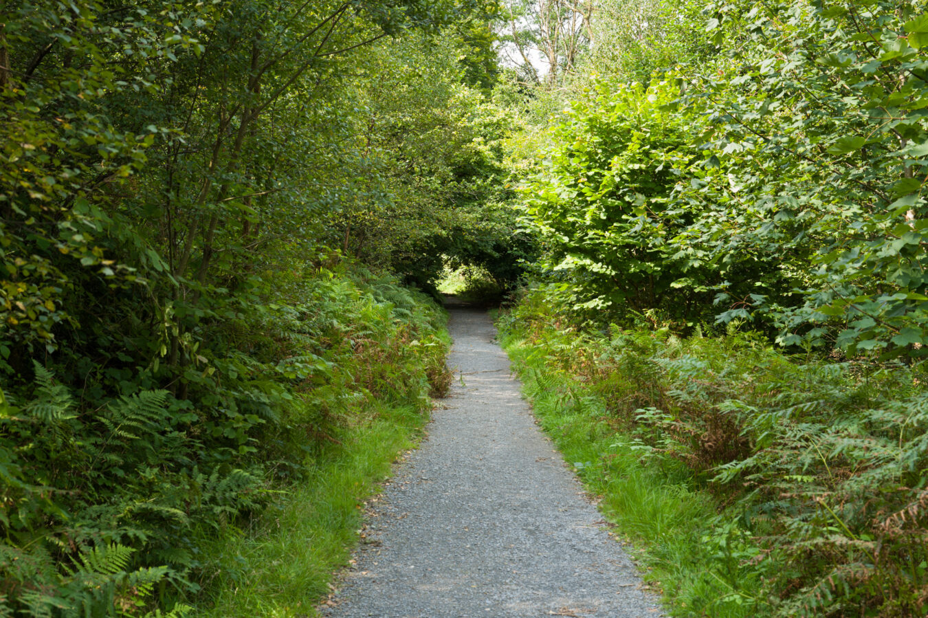 Beginning of the walk