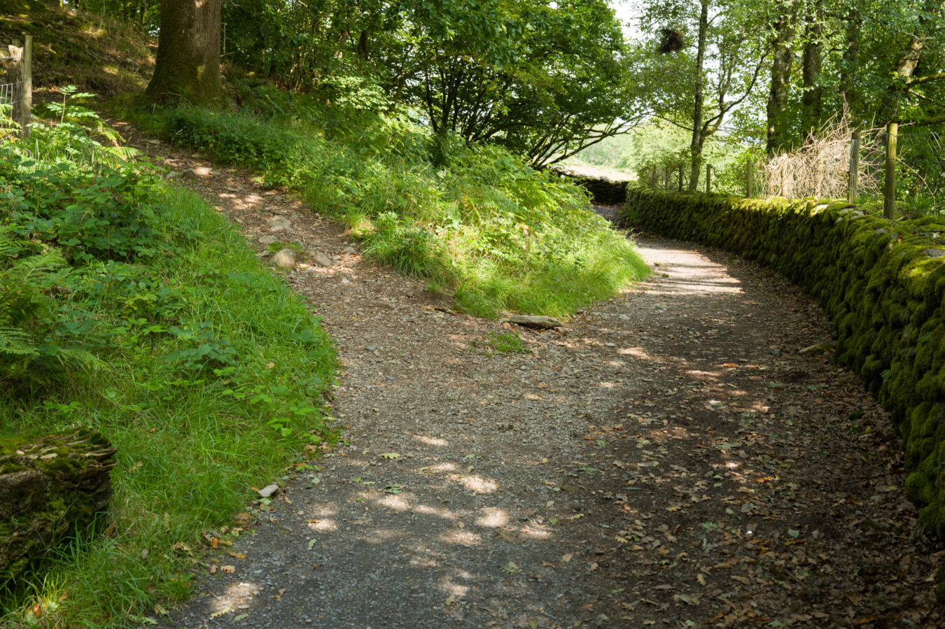 Fork in the path