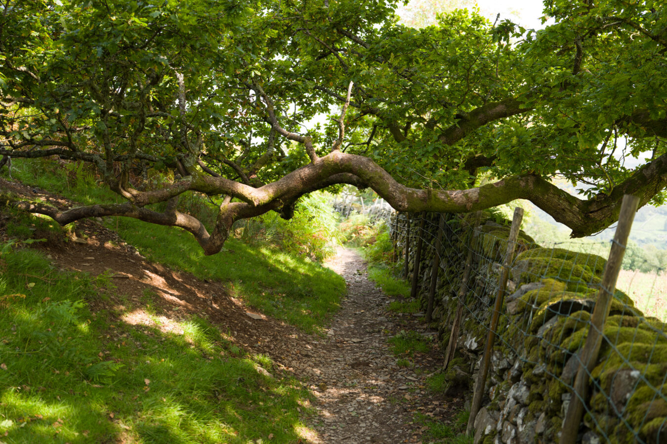 Narrow path along the wall with bended tree