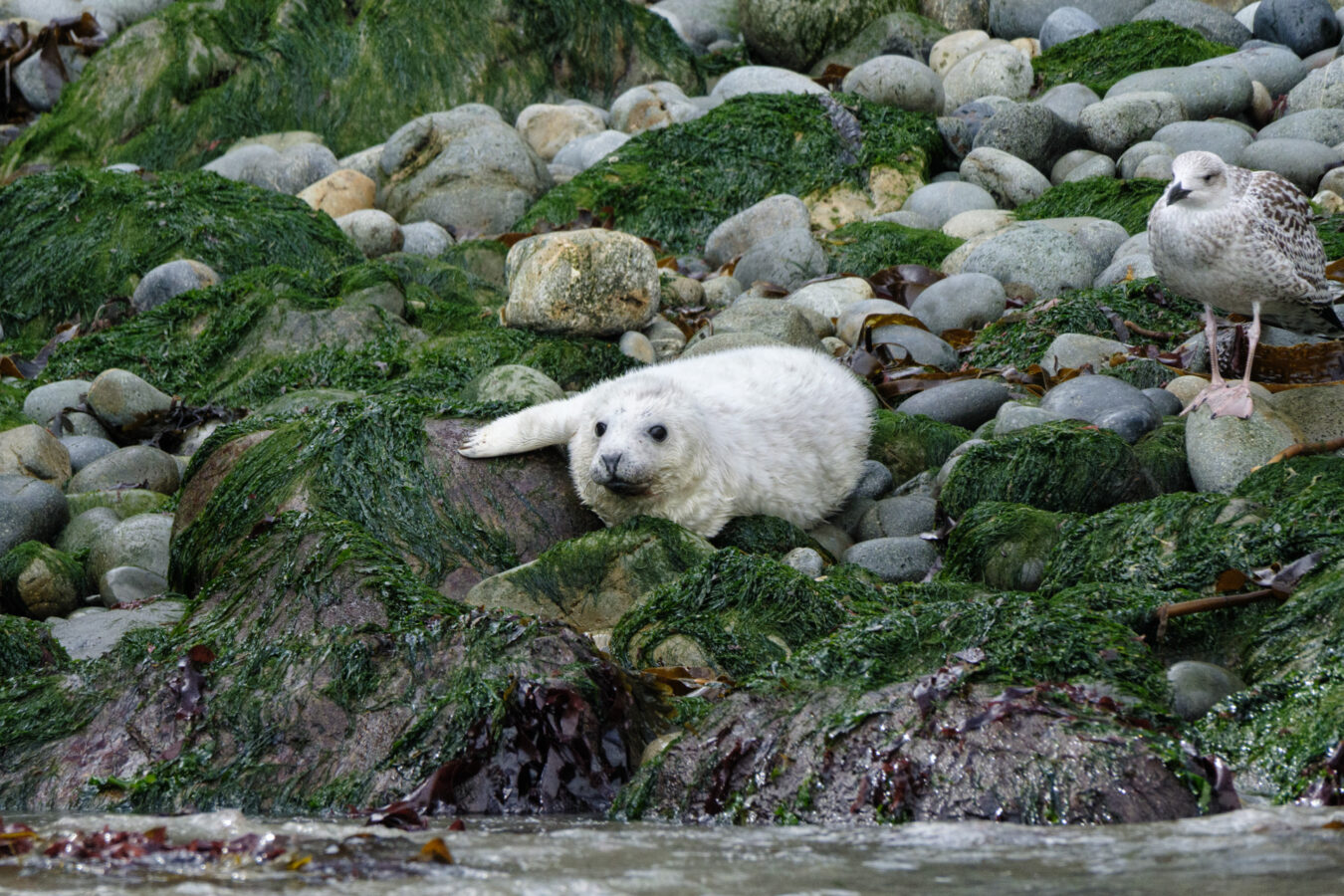 Seal pup resting on the rocks