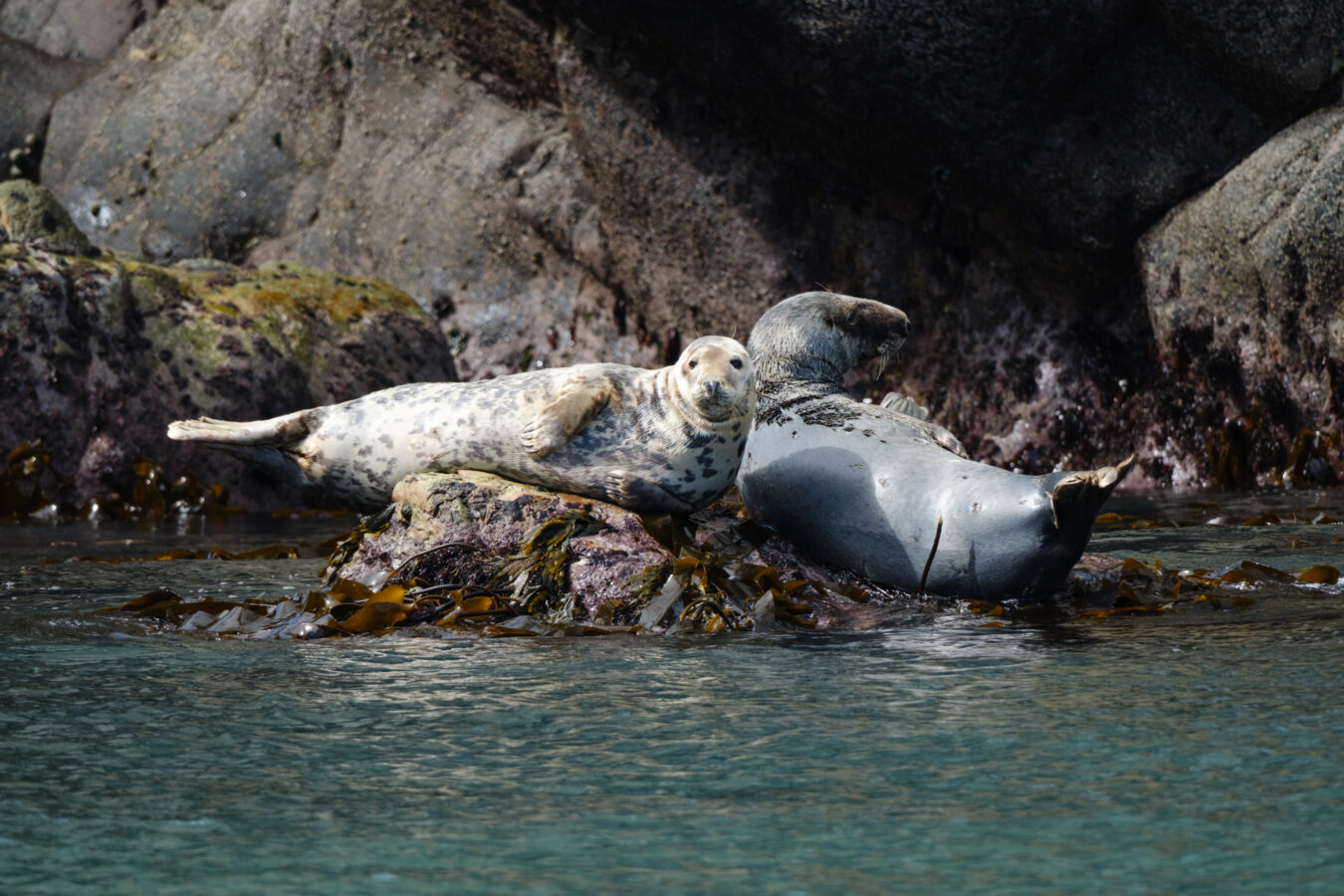 Two seals sunbathing on a rock