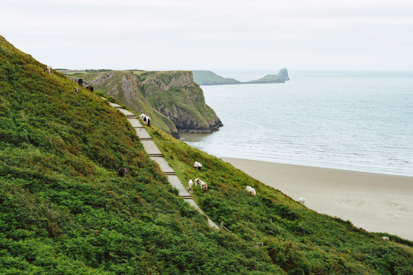 Horses on the cliff in the distance