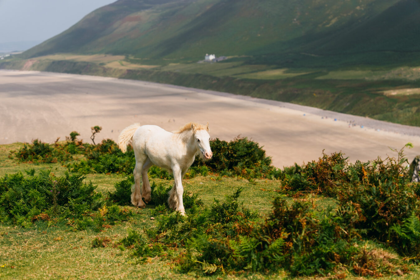 Young white horse walking on the cliff with beach in the background