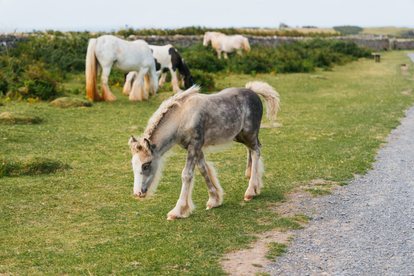Horses along the path to Worm's Head