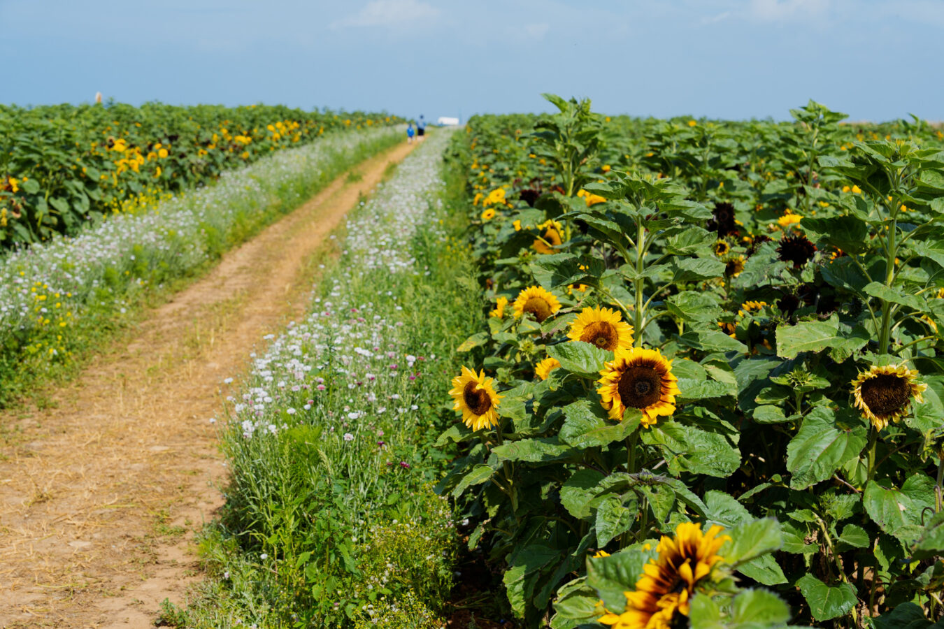 Rhossili Sunflowers Field