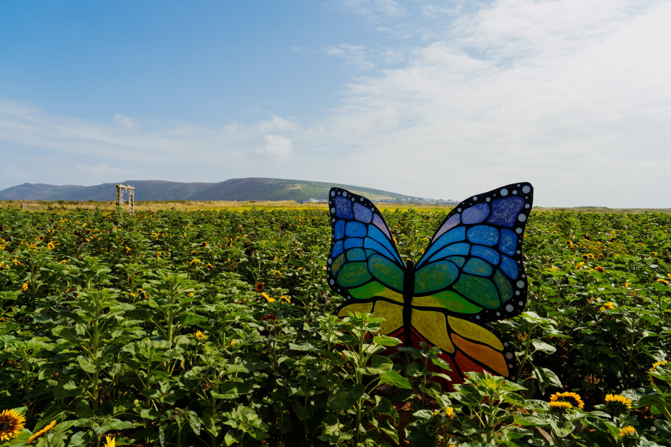 Giant butterfly sculpture in the sunflowers field, Rhossili