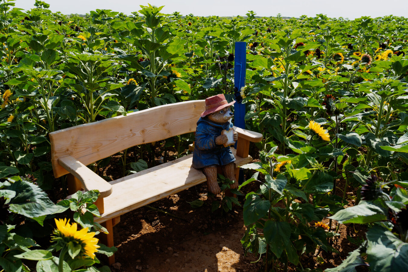 Paddington Bear statue hidden in the Sunflowers field