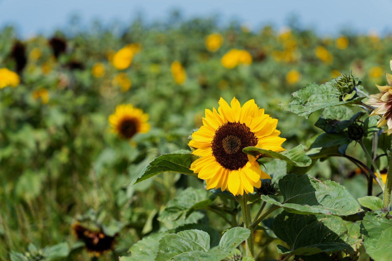 Close-up on a sunflower