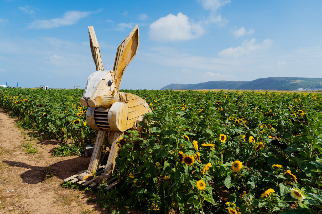Giant bunny wooden sculpture at Rhossili Sunflowers Field.