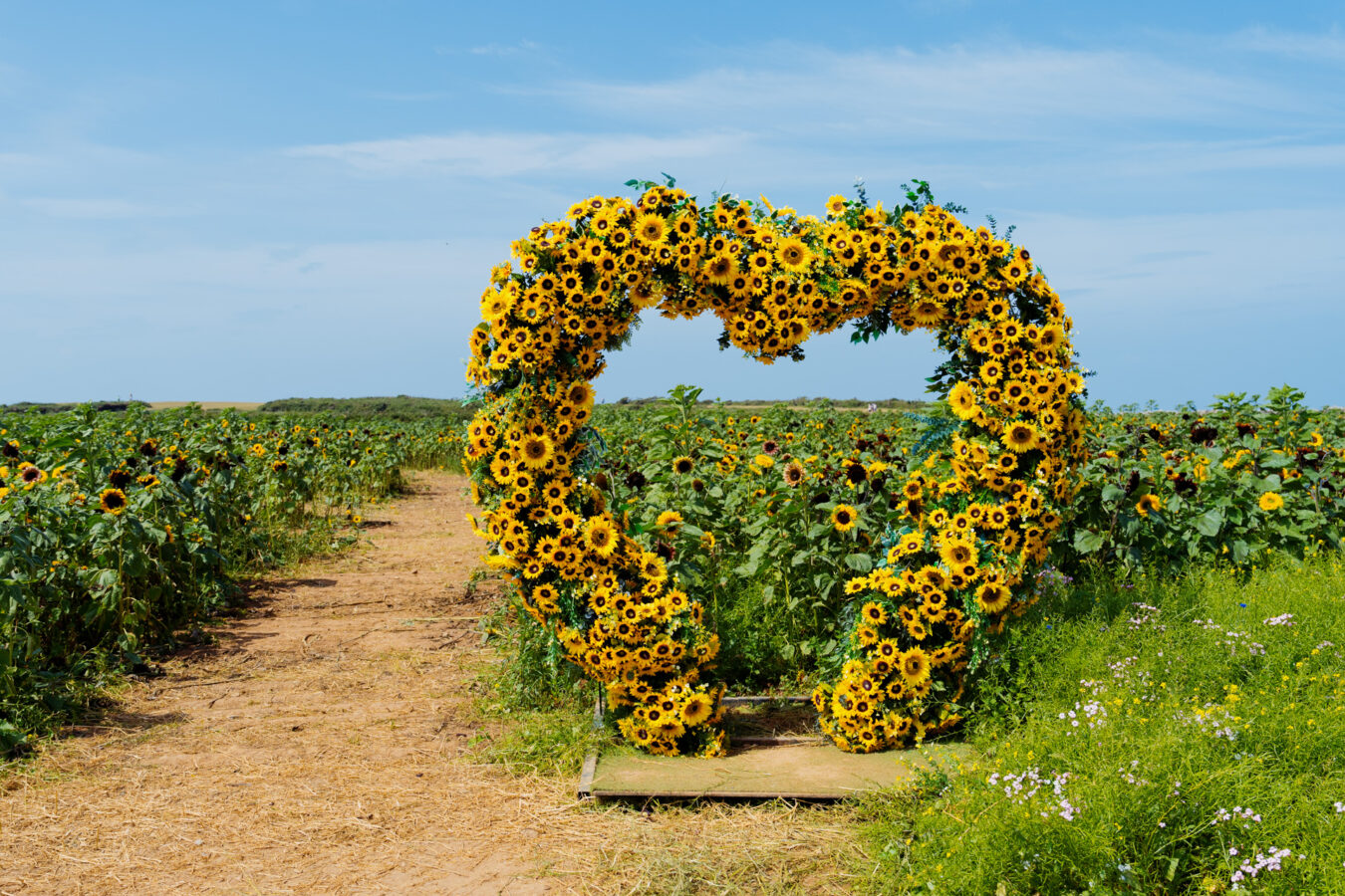 Giant heart sculpture made of sunflowers in Rhossili