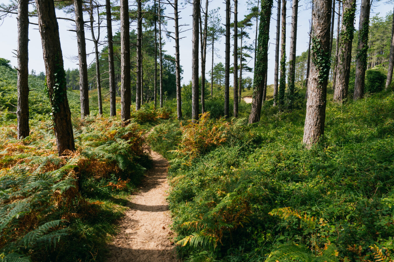 Path through woodland
