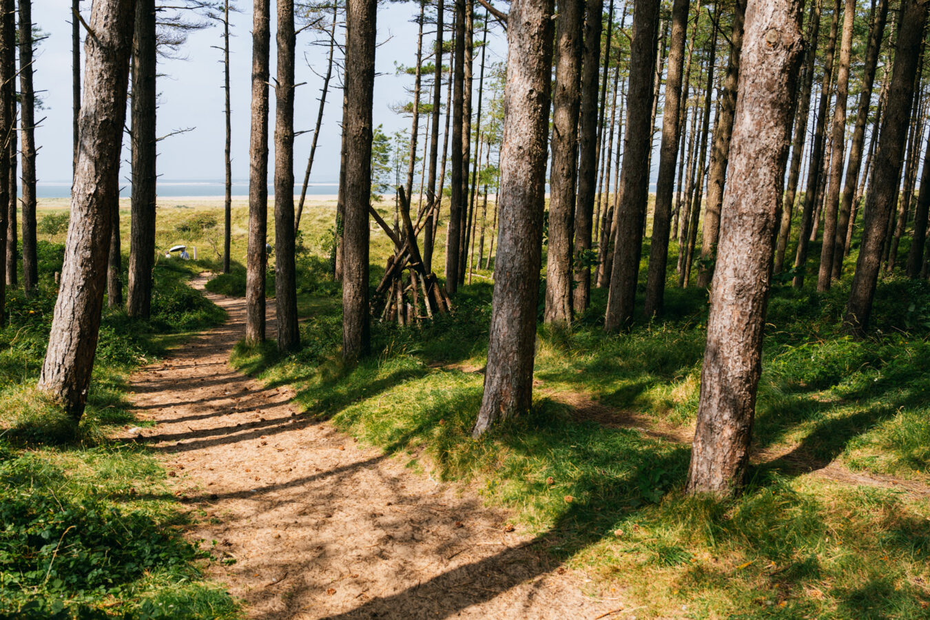Woodland with beach on the background