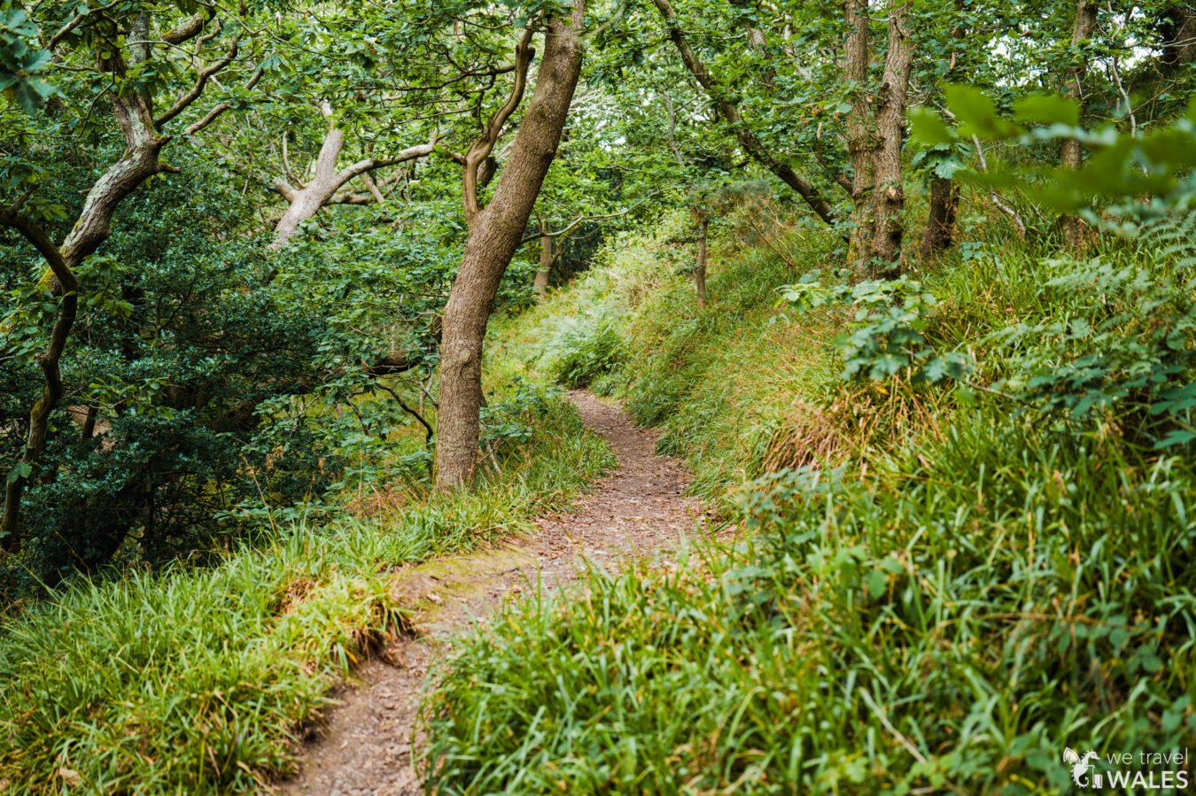 Path in the woodland