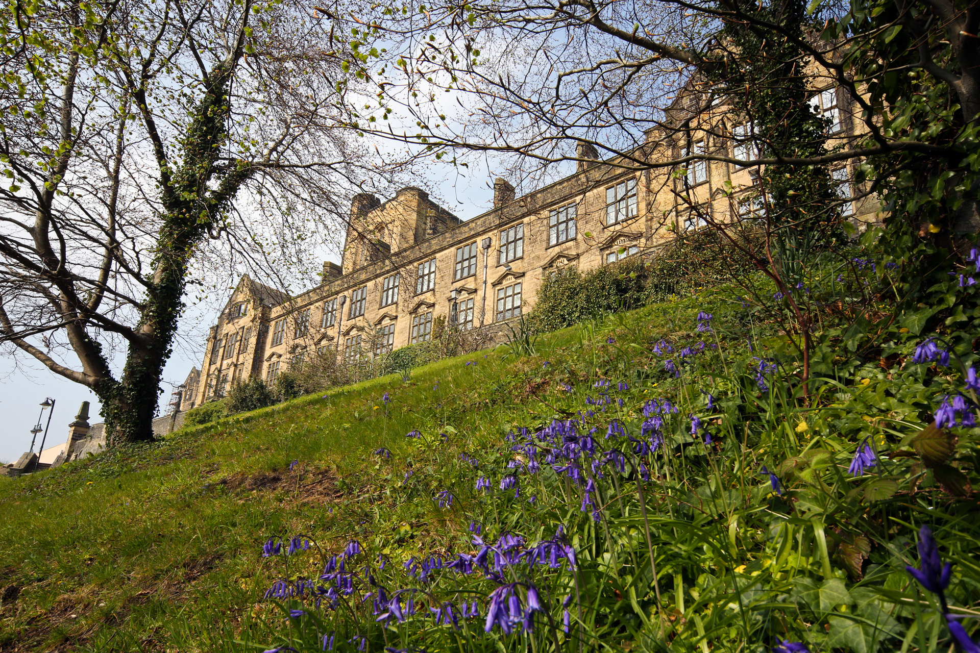 Bangor University with bluebells in the foreground