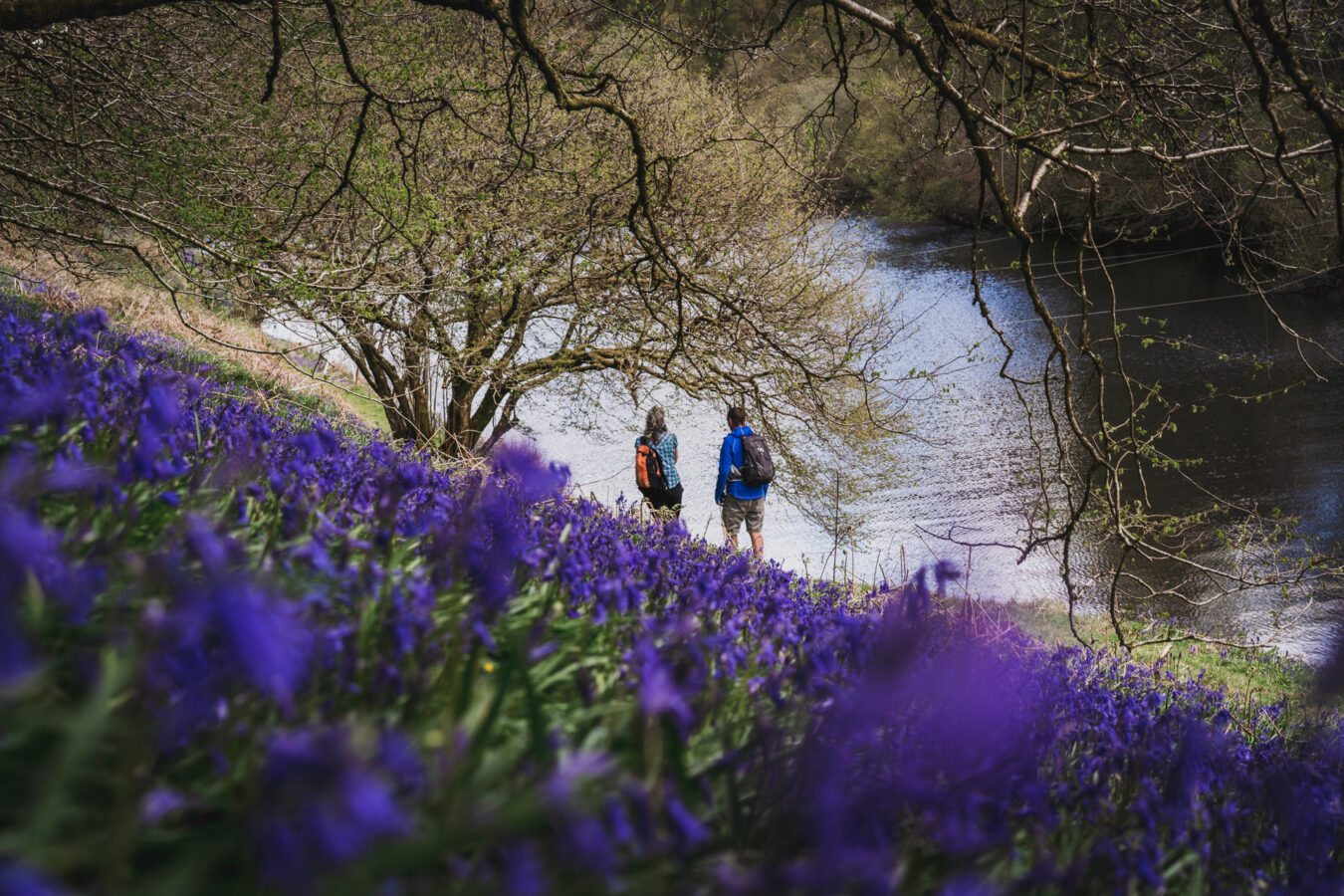 Walkers by the lake with bluebells in the foreground