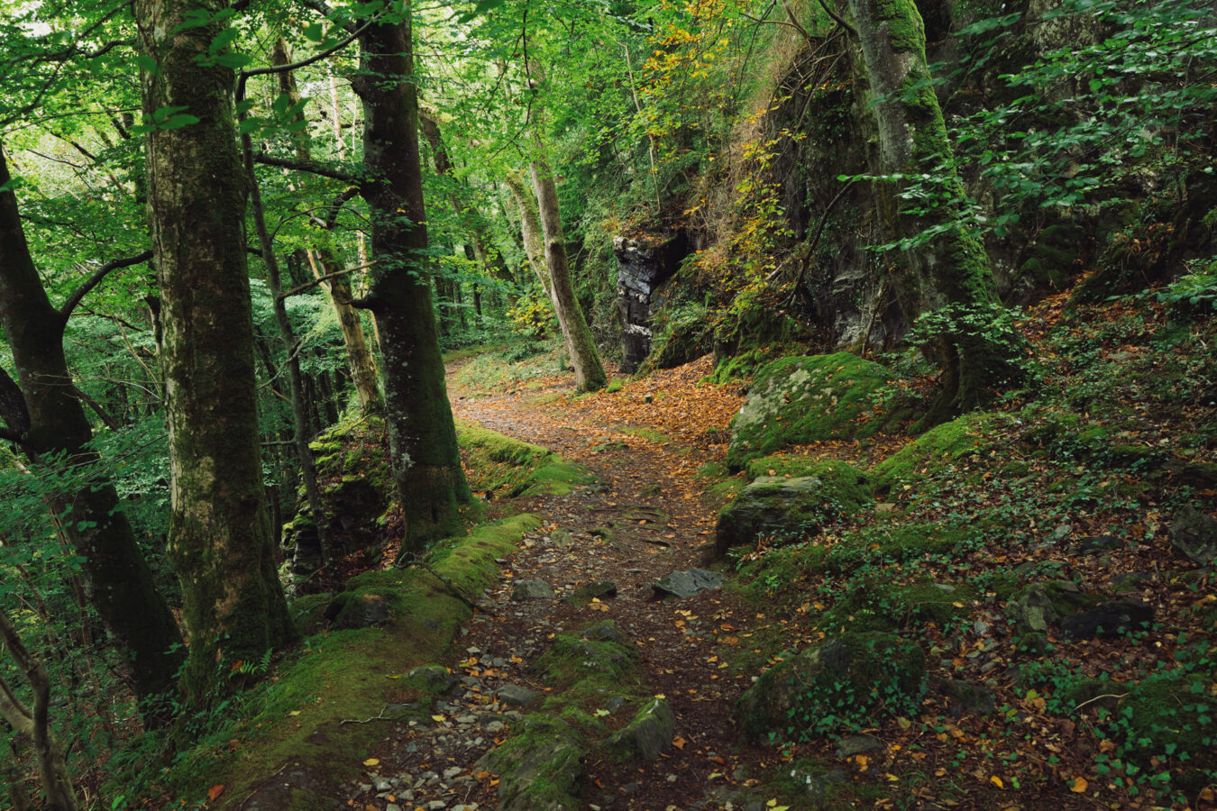 Woodland walk towards the Conwy Falls