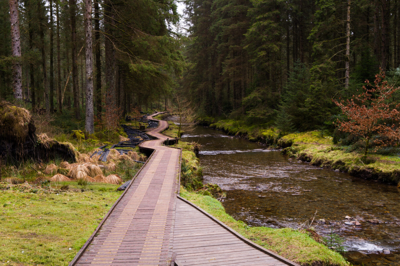 Boardwalk at Hafren Forest