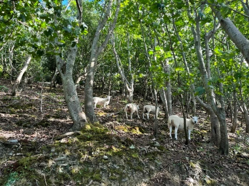 Sheep among trees