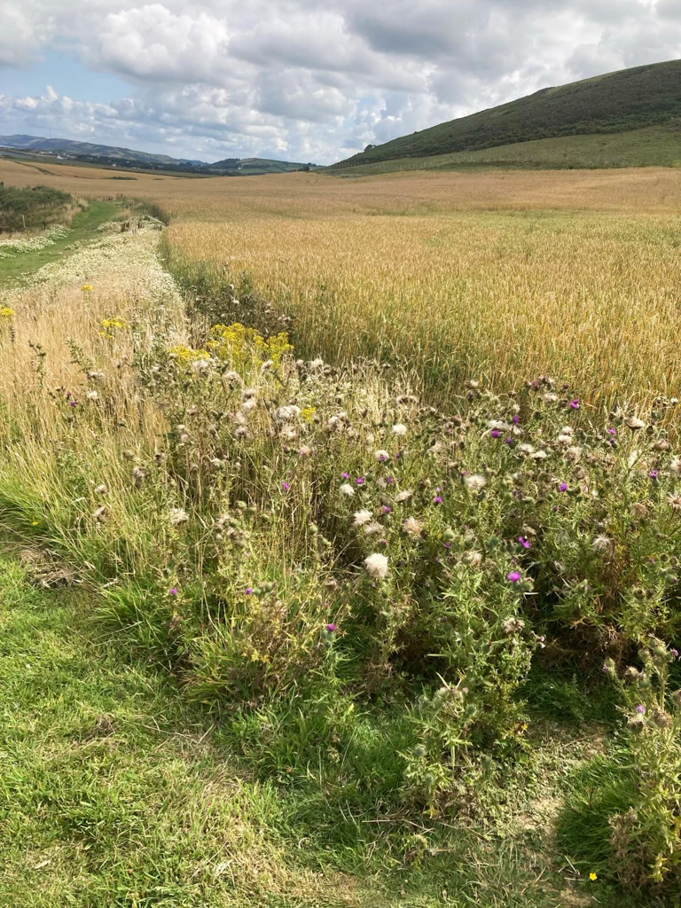 Field with wild flowers