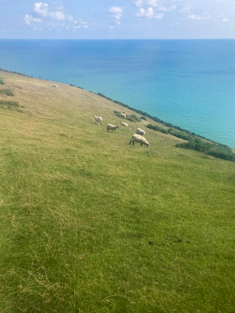 Sheep grazing with sea on the background