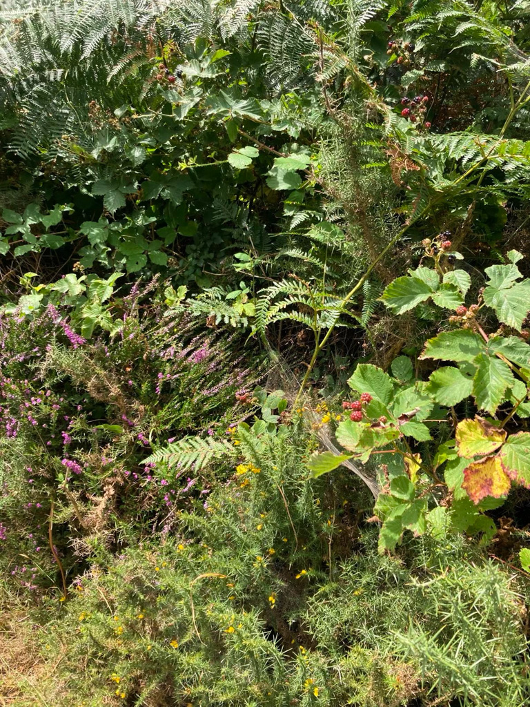 Hedgerows
