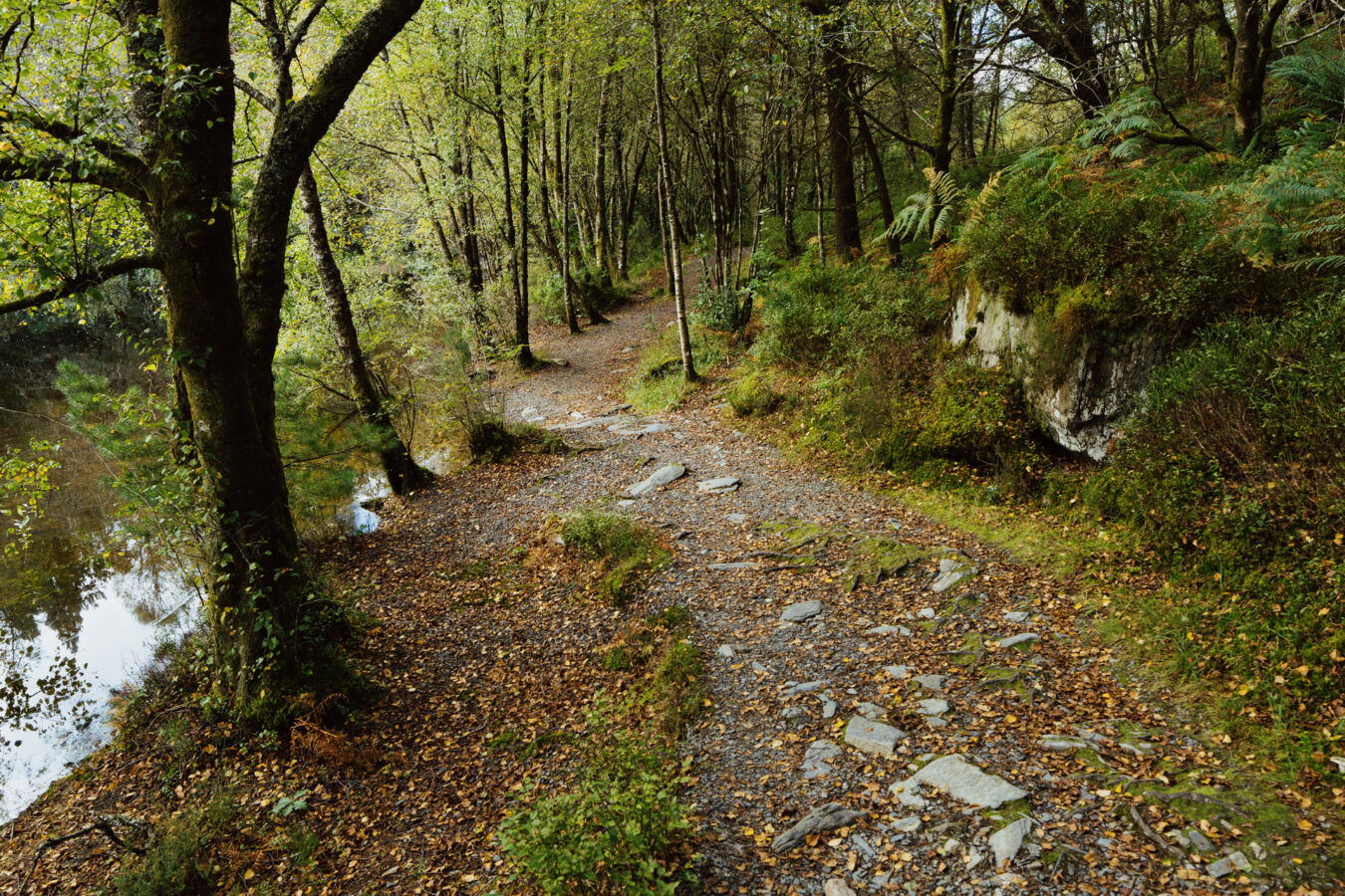 Trail in the woods around Llyn Elsi
