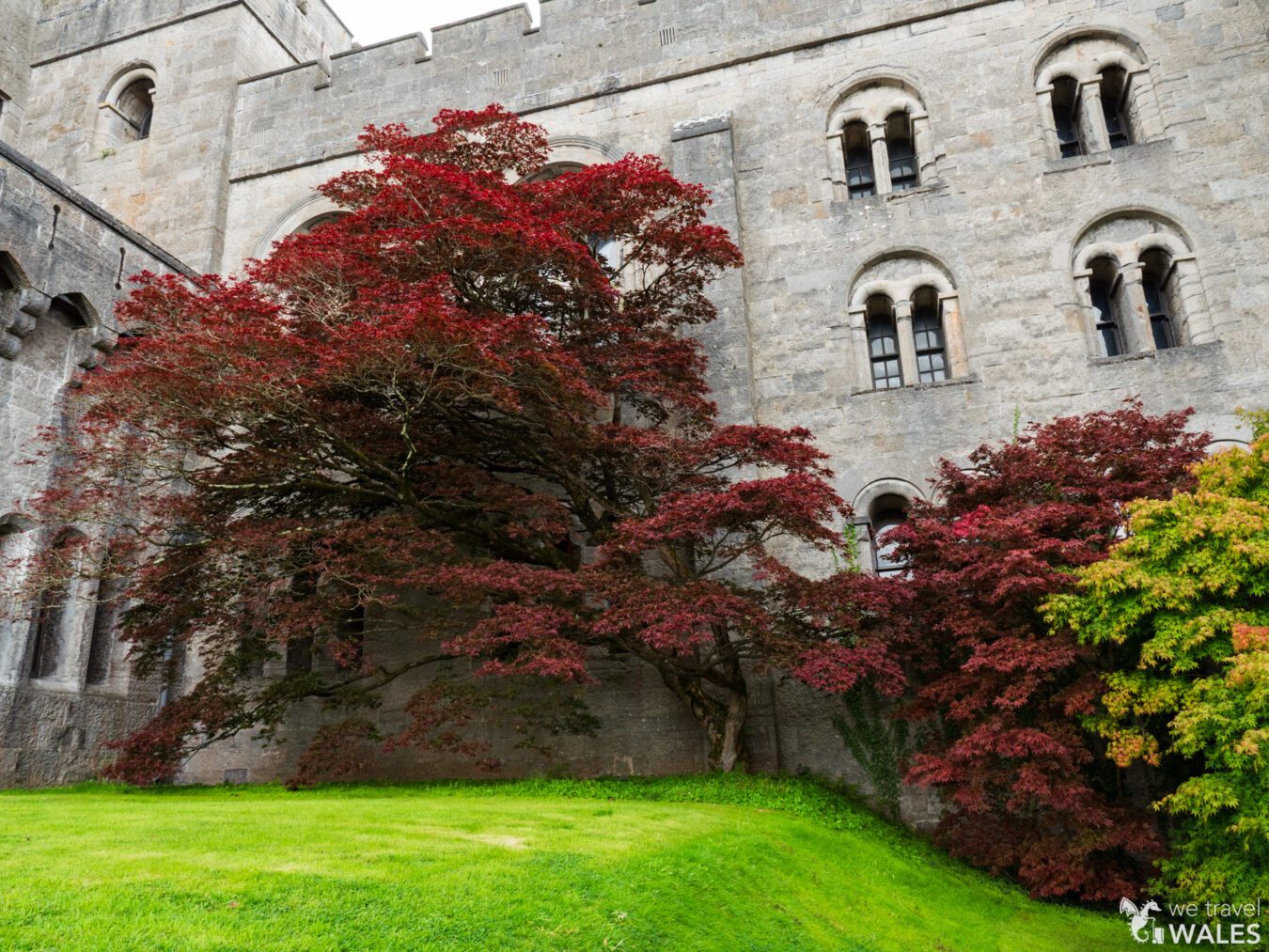 Red leaf tree next to the wall of Penrhyn Castle