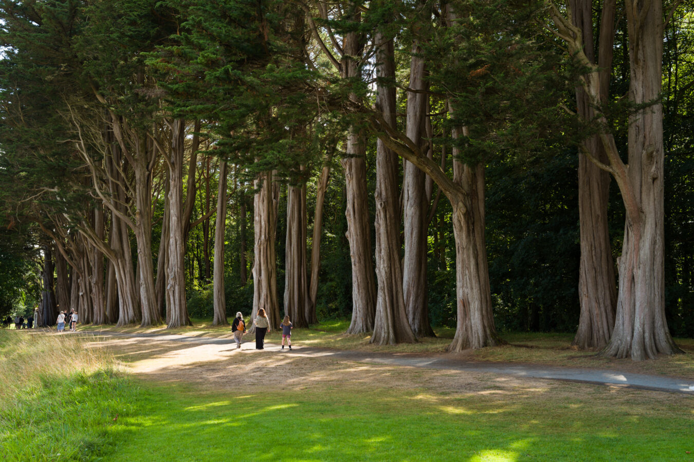 Tall trees at Plas Newydd House and Garden, Anglesey
