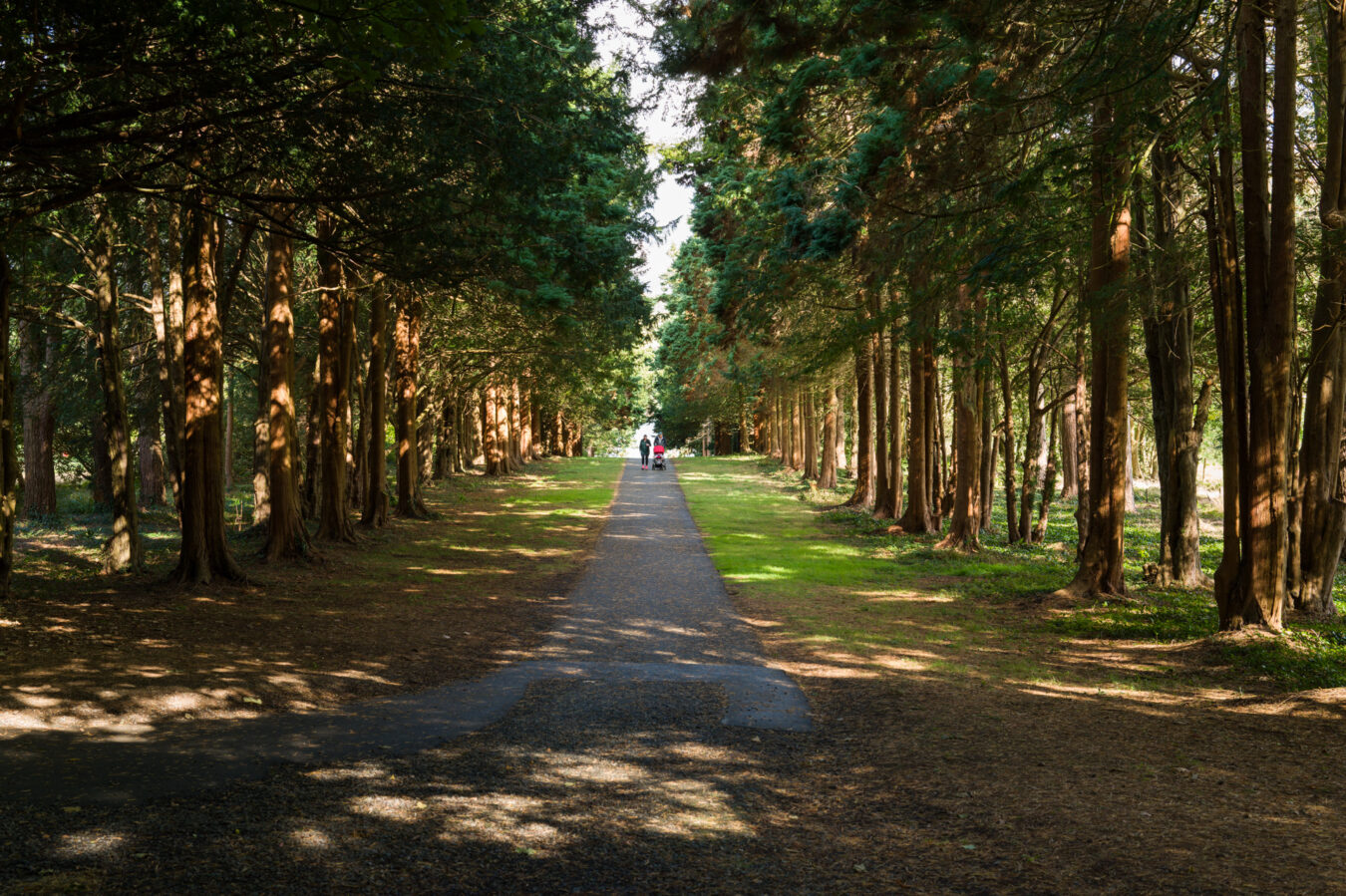Woodland at Plas Newydd House and Garden, Anglesey