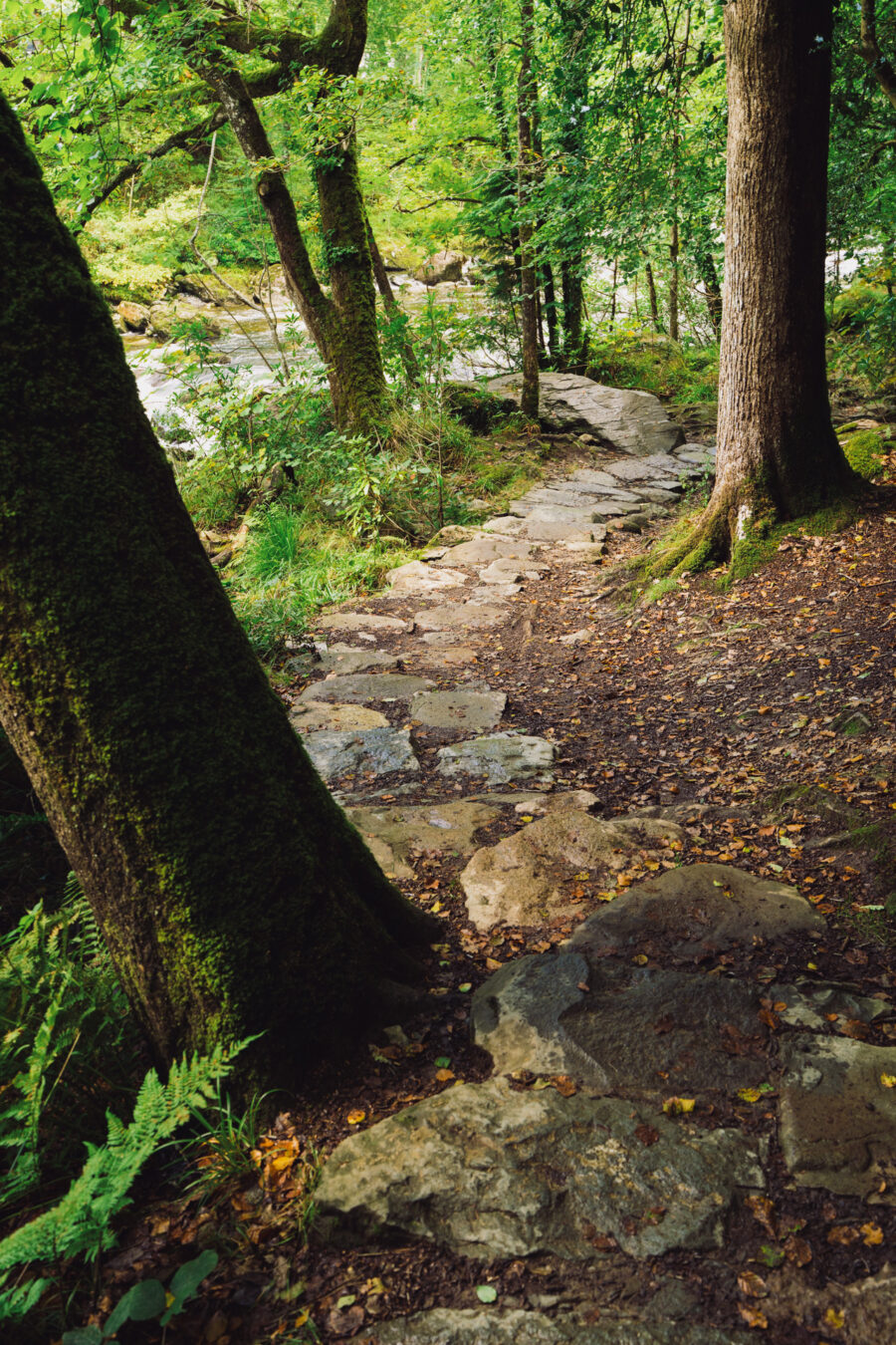 Path in Gwydir Forest, Betws-y-Coed