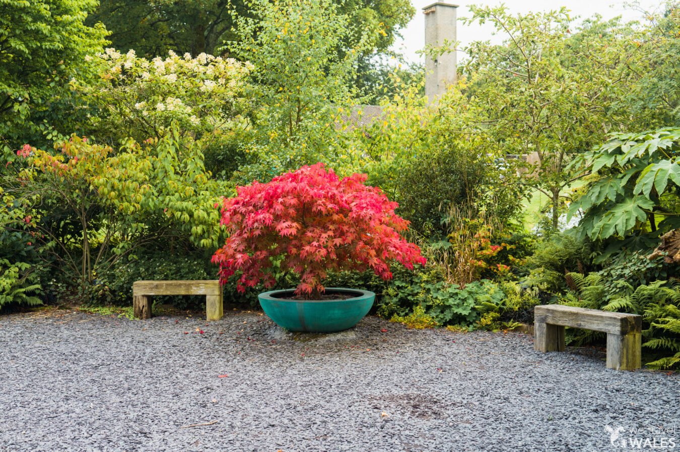 Red leaf plant at Treborth Botanic Garden, Bangor