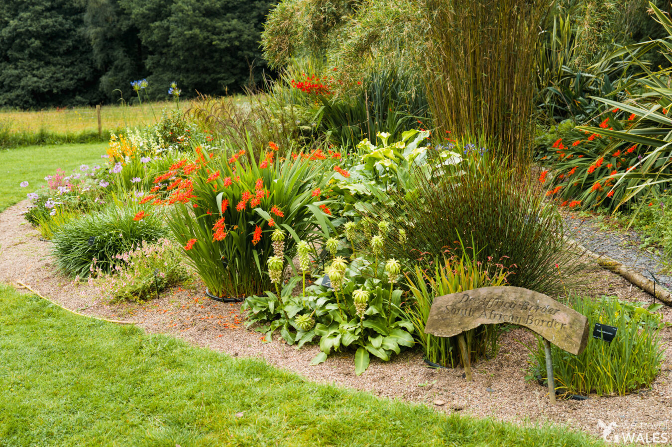 South African plants and flowers at Treborth Botanic Garden, Bangor