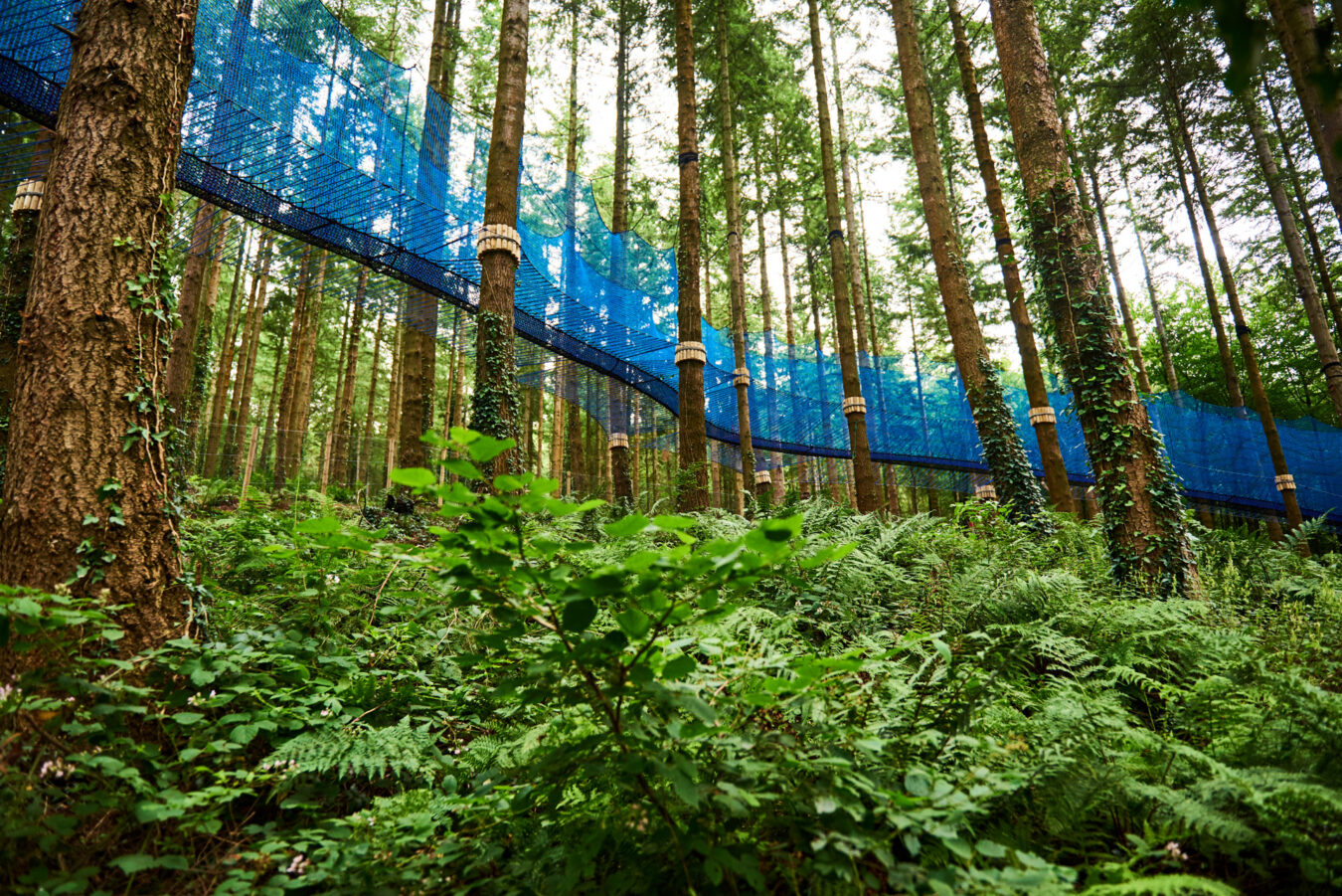 Zip World Fforest, Treetops Adventure