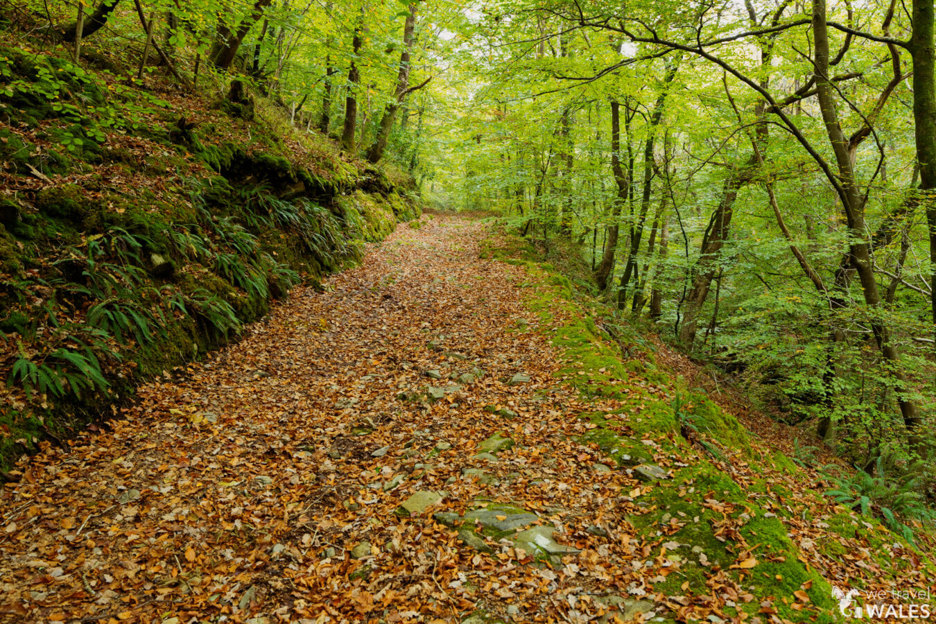 Path in the woodland