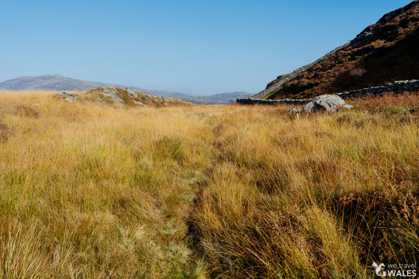 Faint path along tall grass