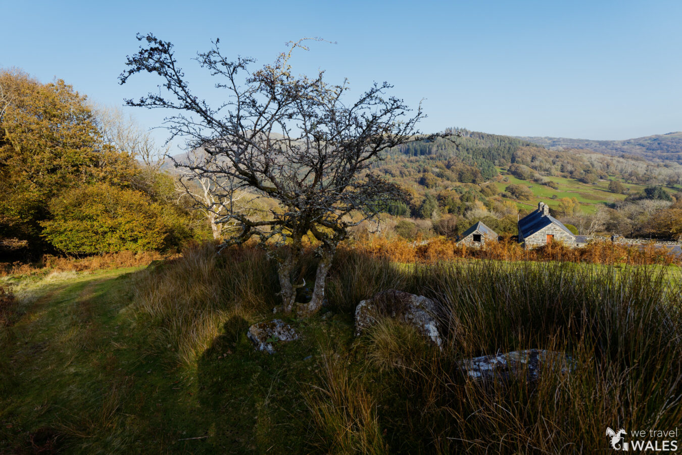 Tree and farm in the distance