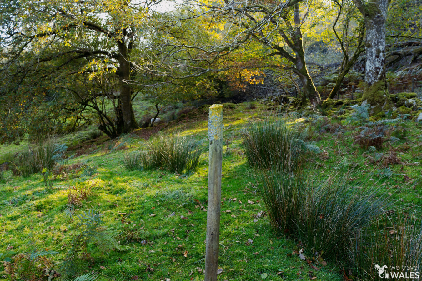 Old post in a mix of bushes and tree