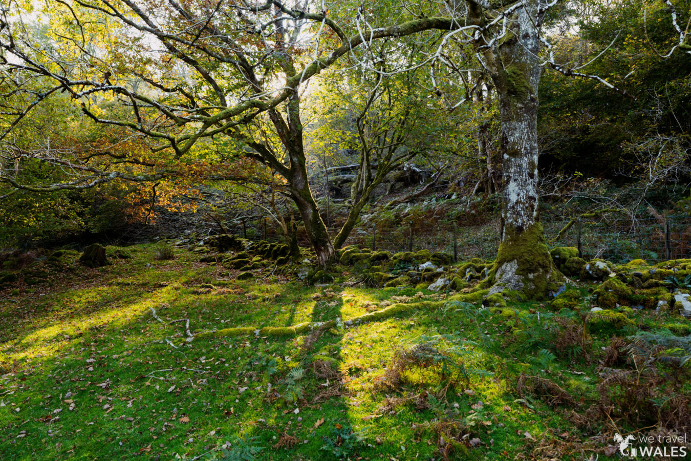 Nice late afternoon light filtering among trees