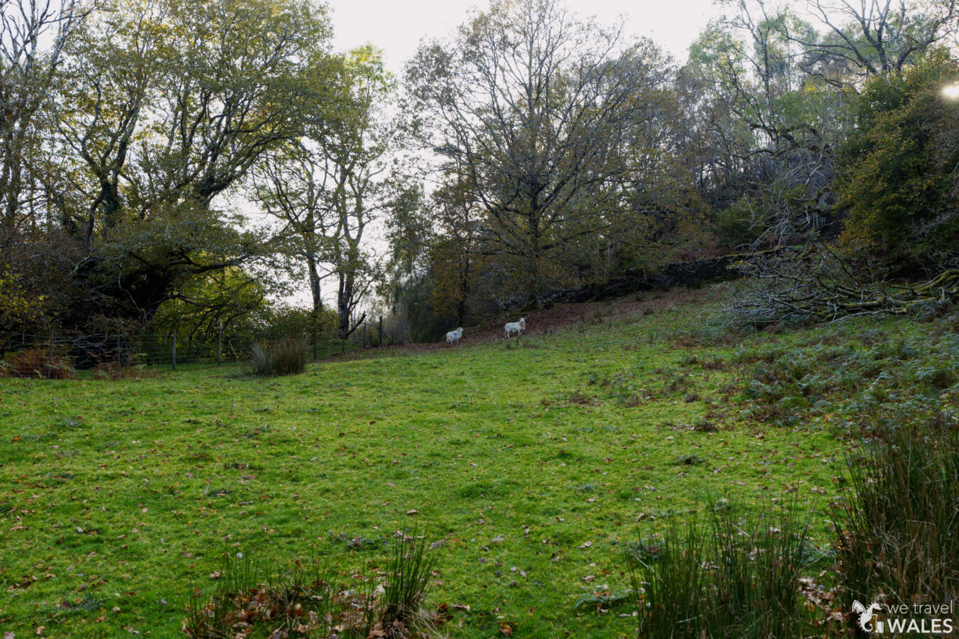 Field near the woodland gate