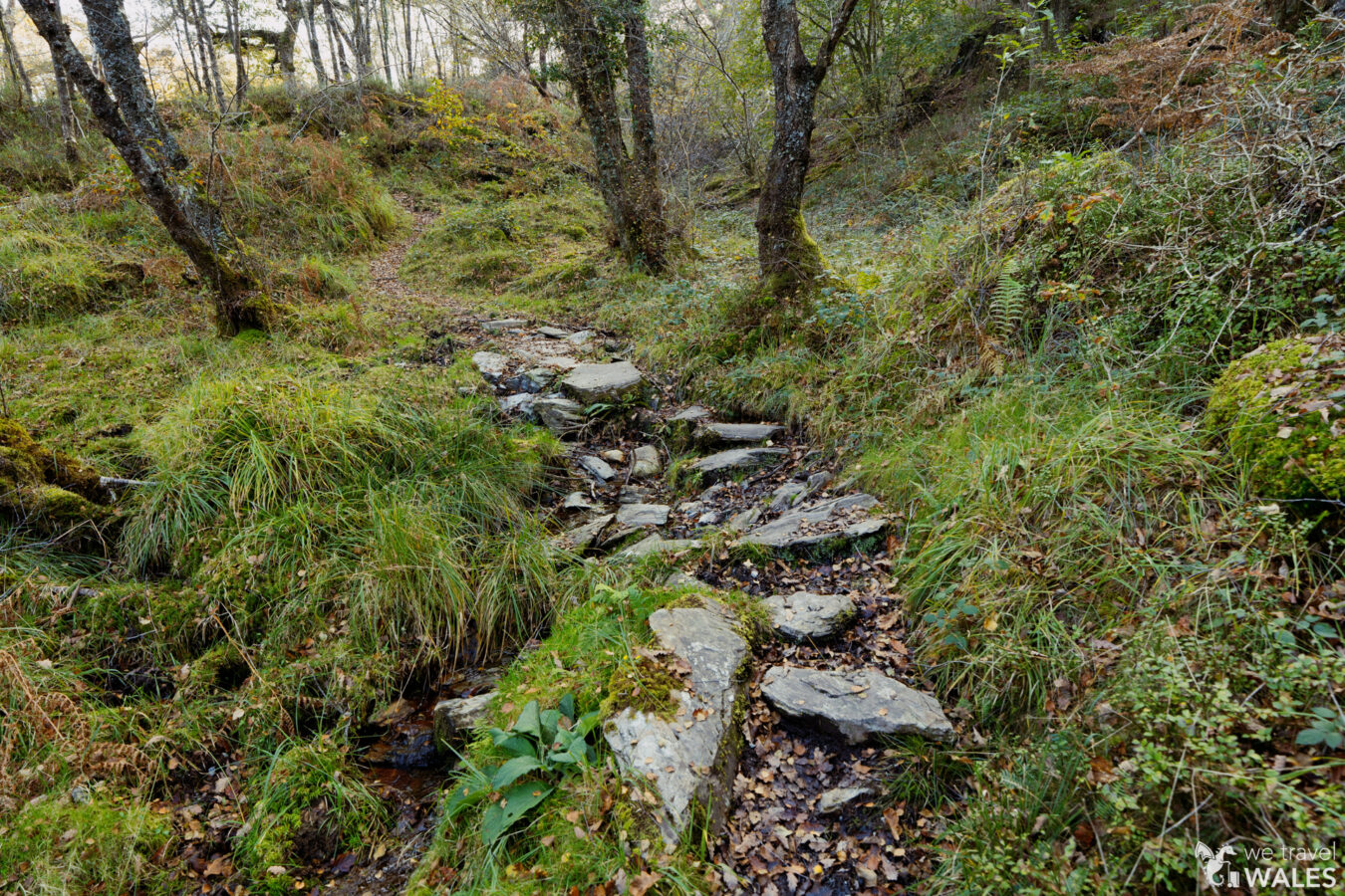 Rocky path under the trees